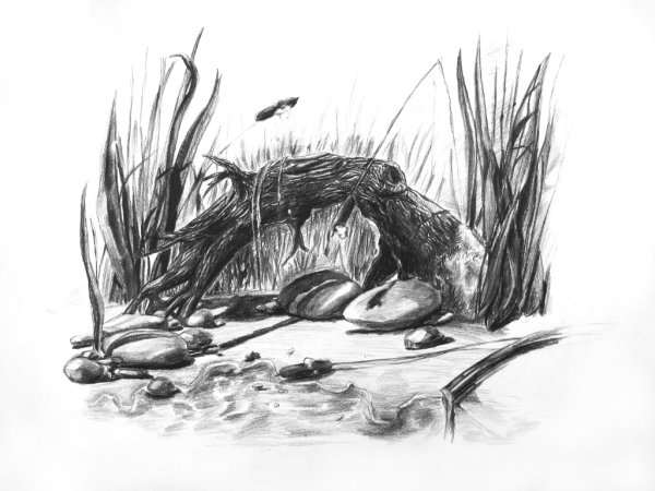 Пруд раскраска для детей