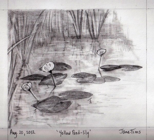 Болото раскраска для детей