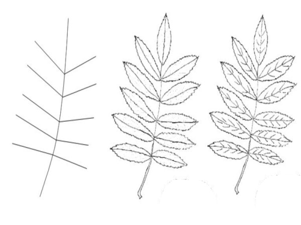 Поэтапное рисование листа