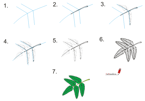 Листья ряиныраскраска