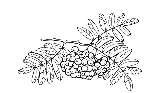 Лист дерева цветным карандашом