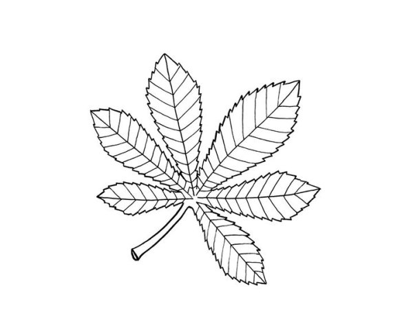 Лист рябины