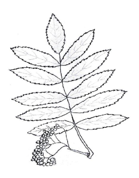 Нарисовать рябину дерево