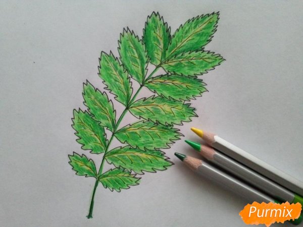 Веточка рябины раскраска для детей