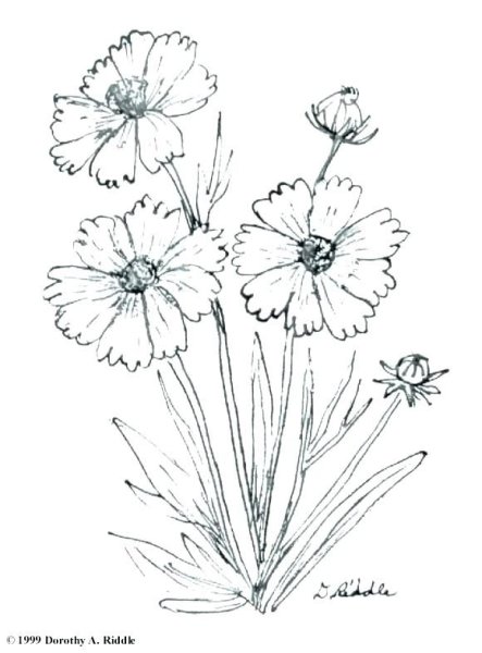 Раскраски цветы васильки