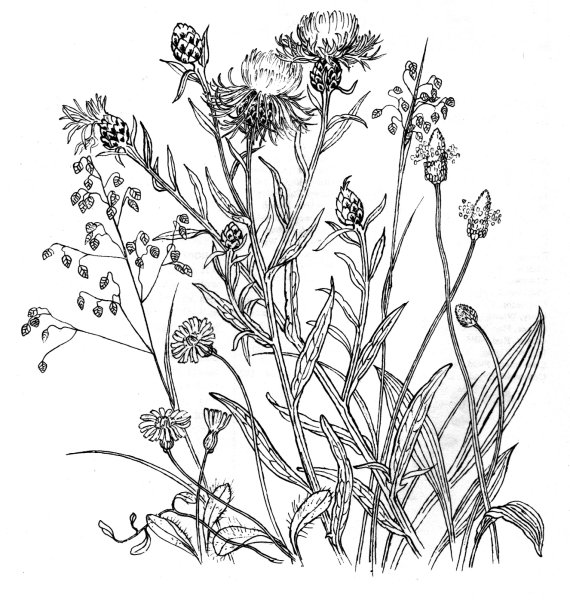 Короставник полевой