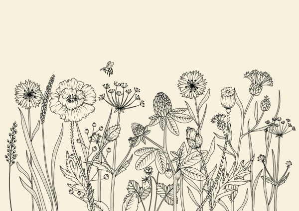 Полевые цветы Графика