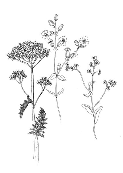 Тысячелистник обыкновенный чб