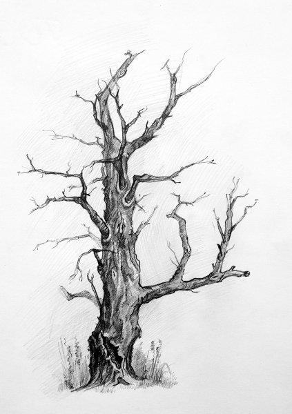 Стилизованные стволы деревьев