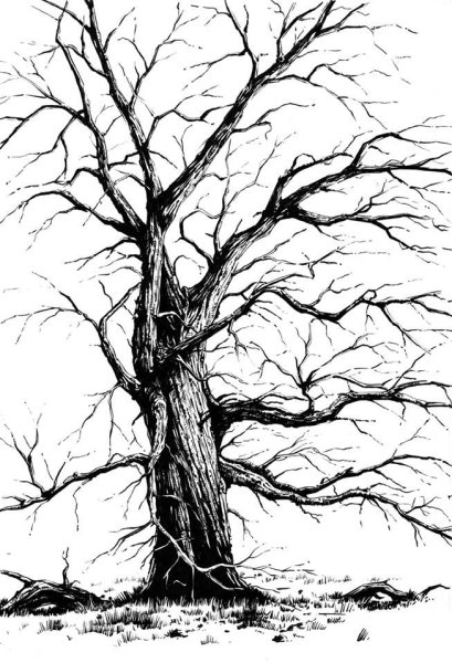Раскраска дерево без листьев для детей