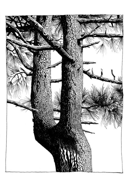 Ствол дерева