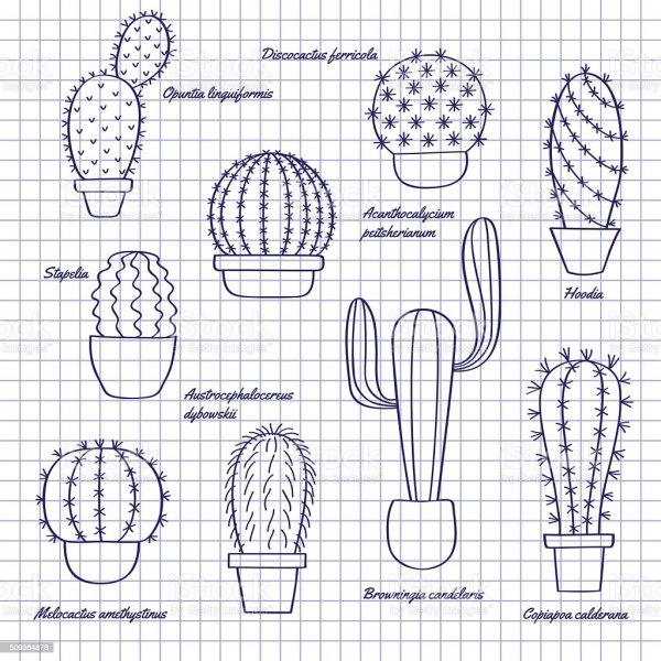 Рисунок кактуса в горшке поэтапно