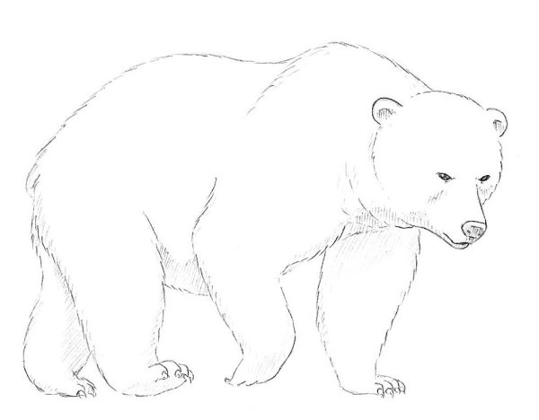 Медведь рисунок карандашом