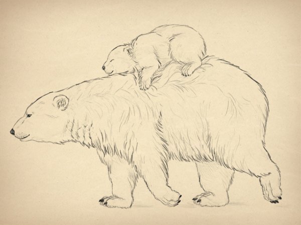 Медведь рисунок карандашом