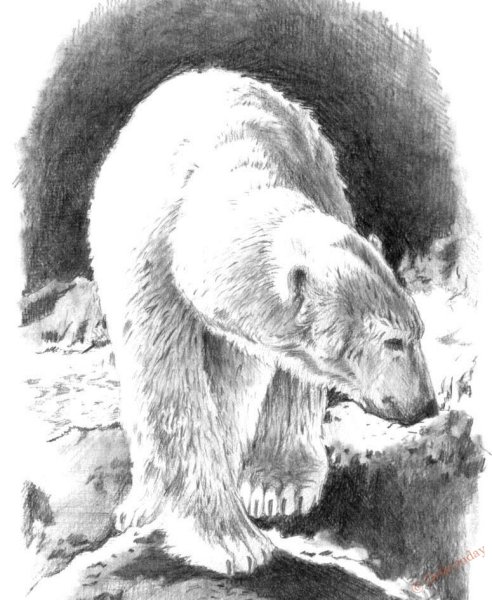 Белый медведь рисунок
