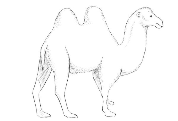 Нарисовать верблюда