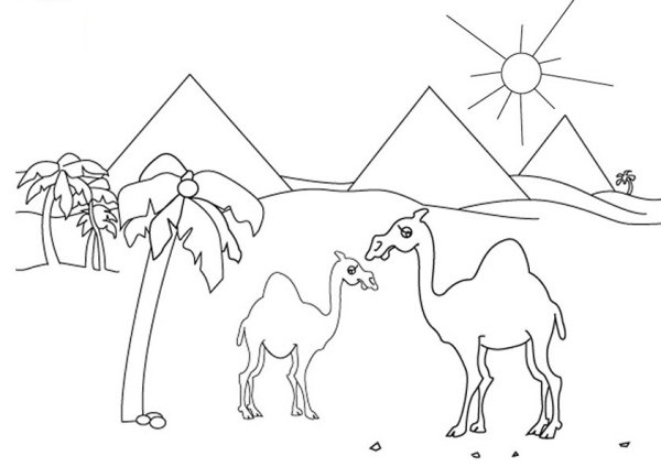 Поэтапное рисование верблюда