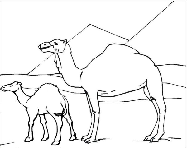 Смешной верблюд рисунок