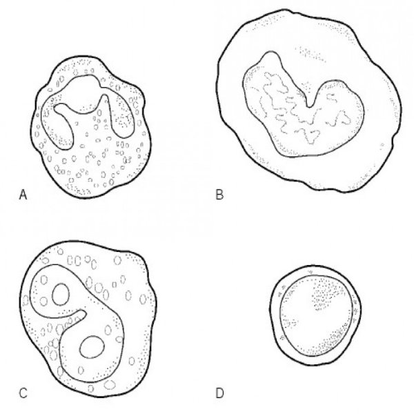 Лейкоциты схема строения