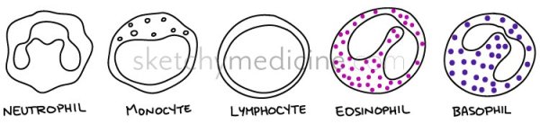 Лейкоциты нарисовать карандашом