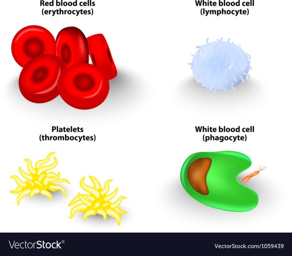 Лейкоциты рисунок
