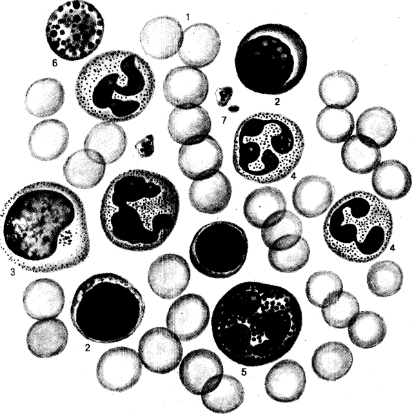 Клетки крови лейкоциты рисунок