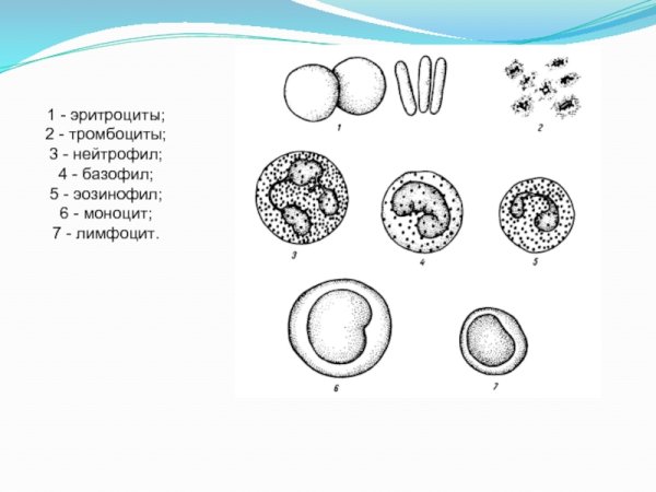 Лейкоциты рисунок строение