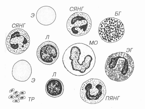 Лейкоциты схема строения