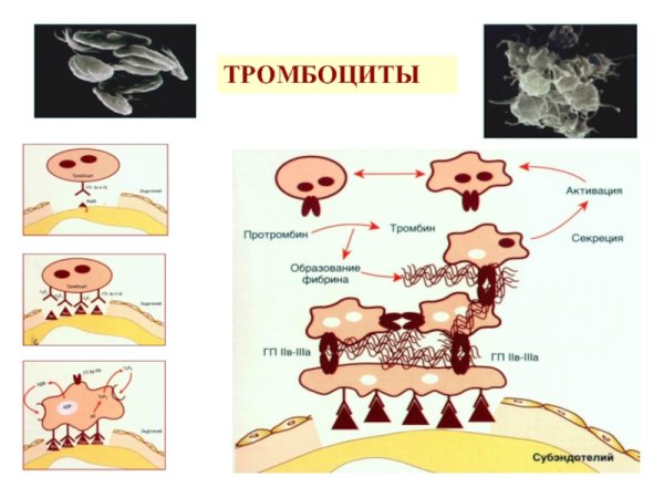 Эритроциты лейкоциты тромбоциты