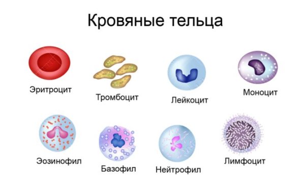 Строение эритроцитов лейкоцитов и тромбоцитов