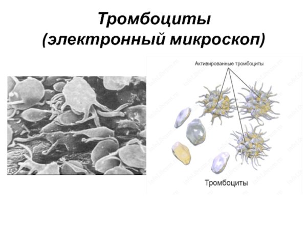 Строение тромбоцита гистология