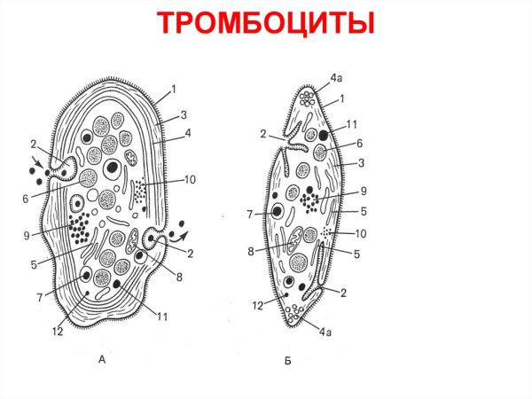 Эритроциты лейкоциты тромбоциты рисунок