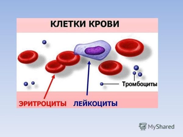 Кровь лейкоциты тромбоциты