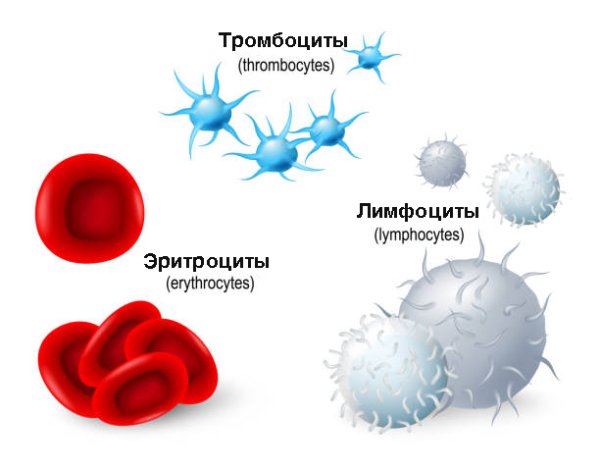 Лимфоцит Электронограмма