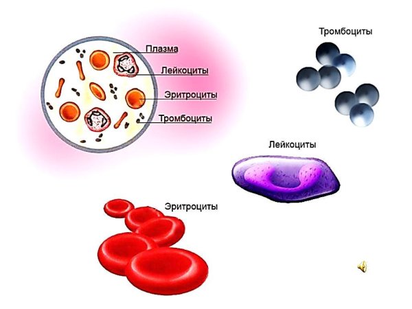 Состав крови лейкоциты тромбоциты