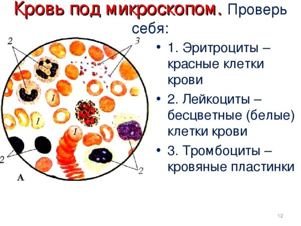 Соединительная ткань кровь рисунок