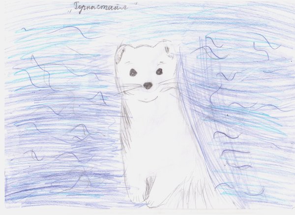 Горностай карандашом