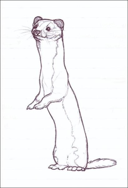 Хорёк для срисовки