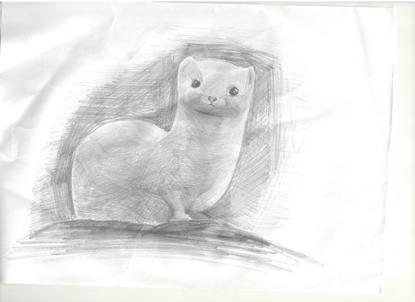 Нарисовать соболя