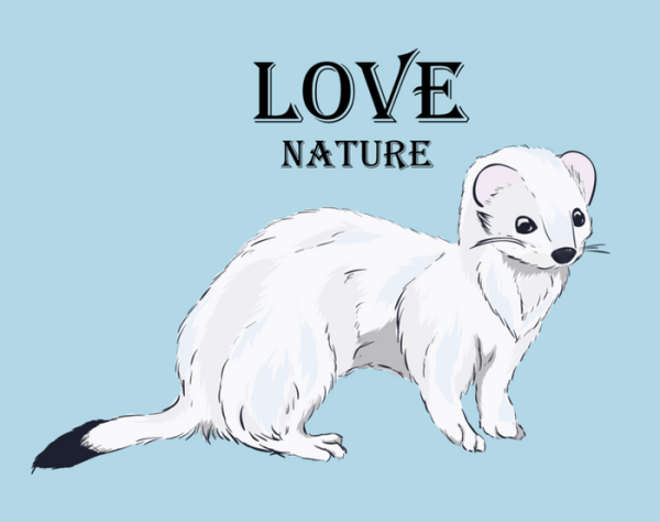 Горностай рисунок