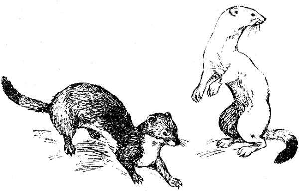 Горностай рисунок