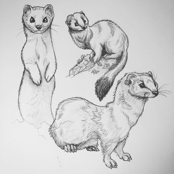 Зарисовки животных карандашом