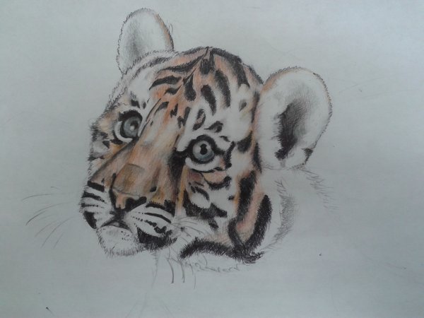 Тигренок для срисовки