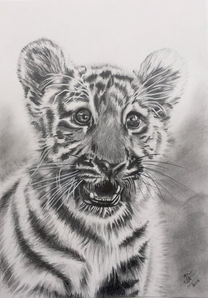 Тигренок эскиз