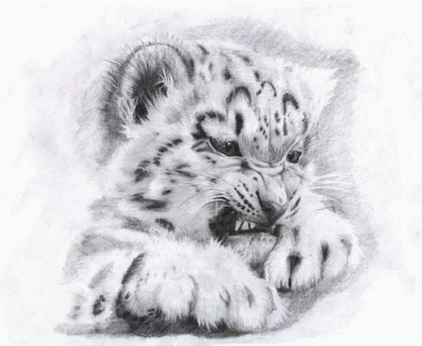 Рисунки карандашом