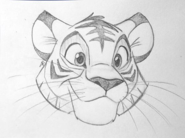 Тигр карандашом для срисовки