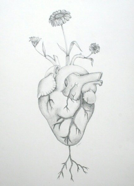 Сердце набросок карандашом