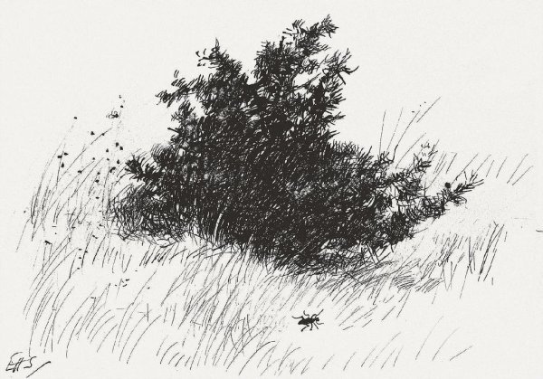Куст зарисовка