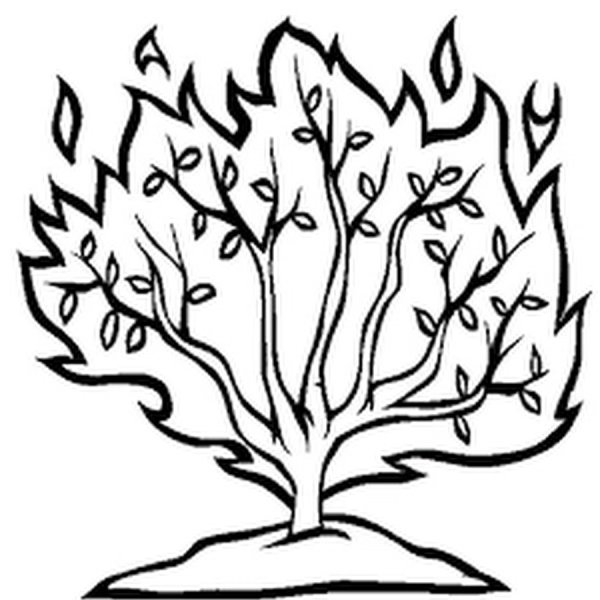 Кустарник раскраска