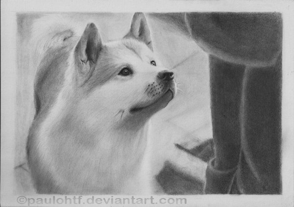 Раскраска Акита ину Хатико